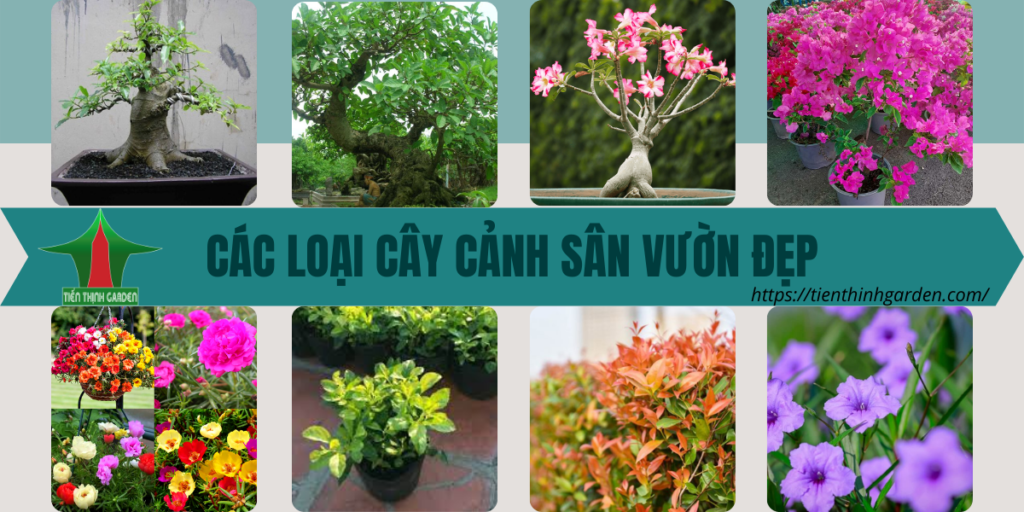 Cay canh san vuon